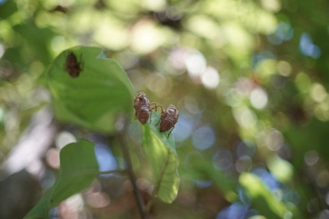 Nikkor-H.C 50mm f2 L39 Review作例 5cm ニコンのライカLマウント銘玉