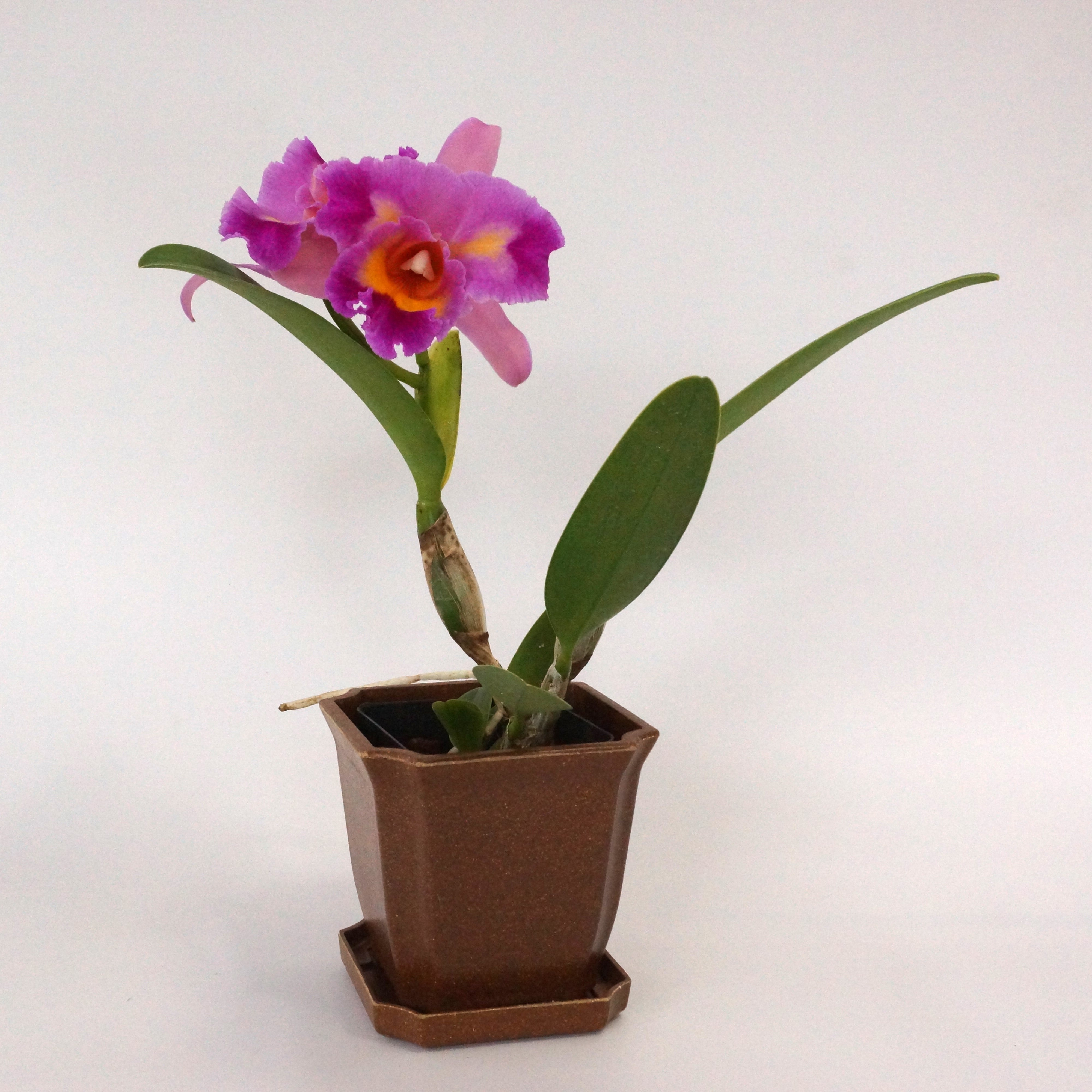 Rlc. Long Life 'Rainbow Yuki' x Pot. Dick Smith 'Paradise