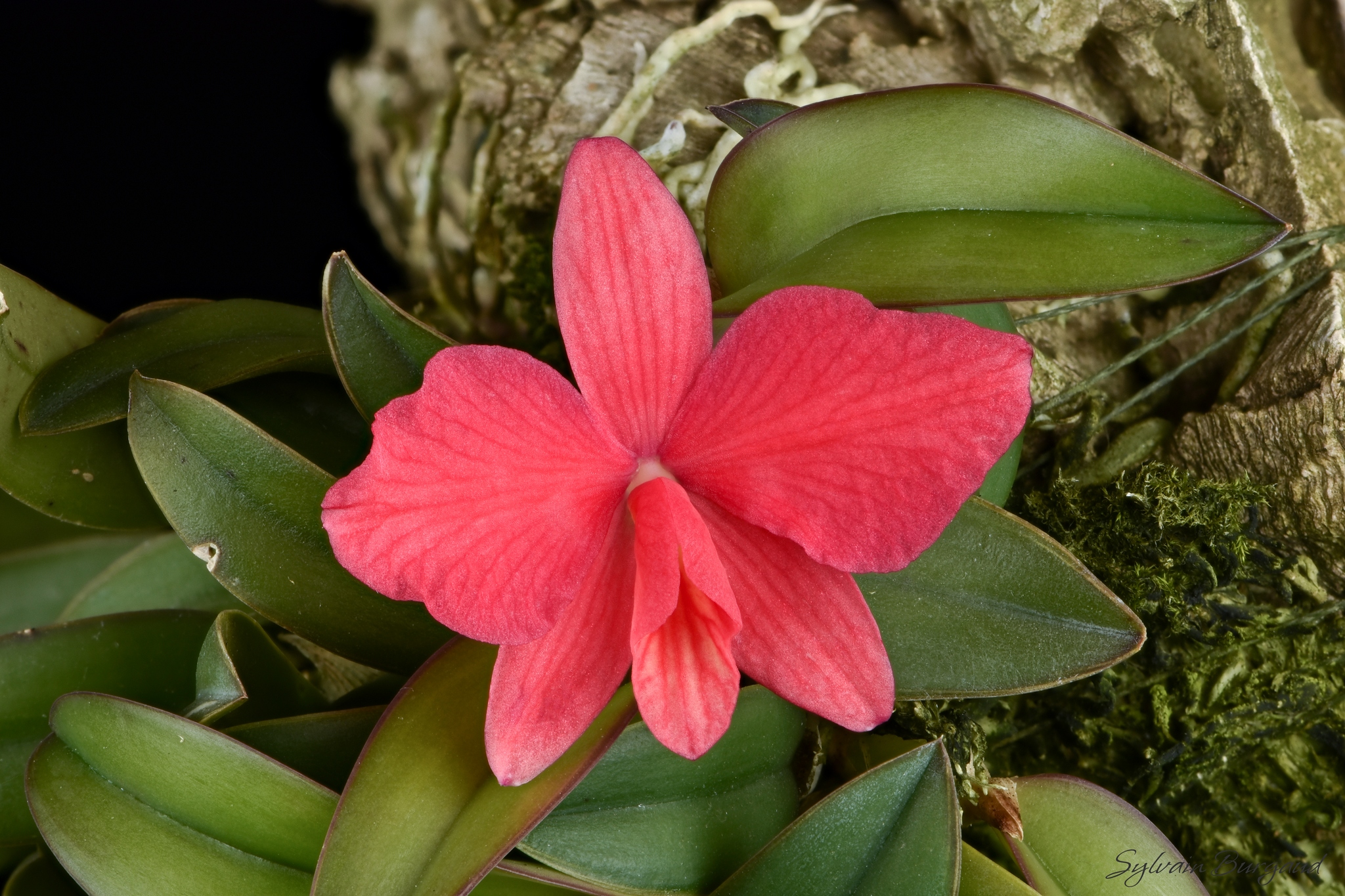 Cattleya Arizona Zip - orchidroots