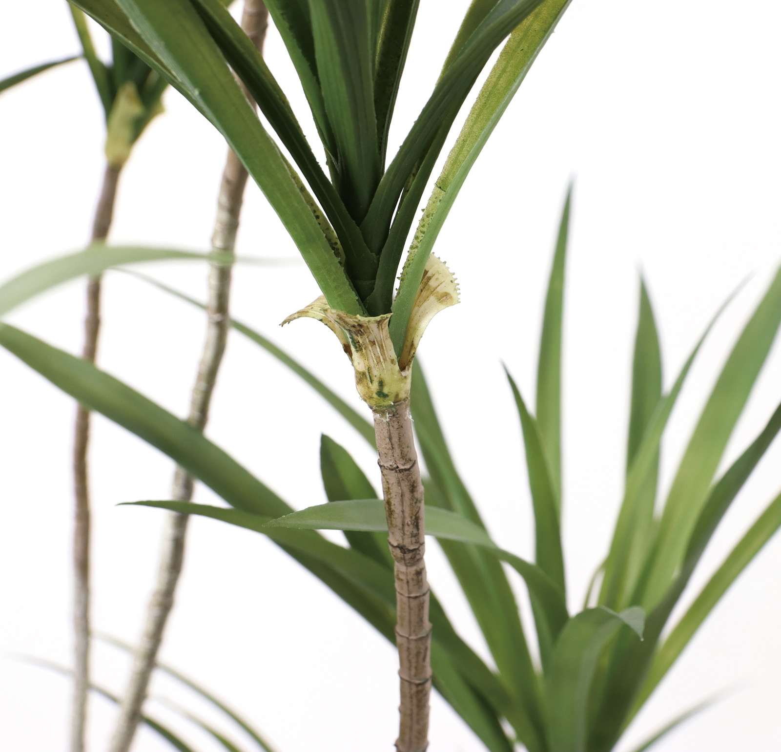 送料別途A】140cmﾄﾞﾗｾﾅﾎﾟｯﾄ: インテリアグリーン（鉢物・樹木） ｜ YDM