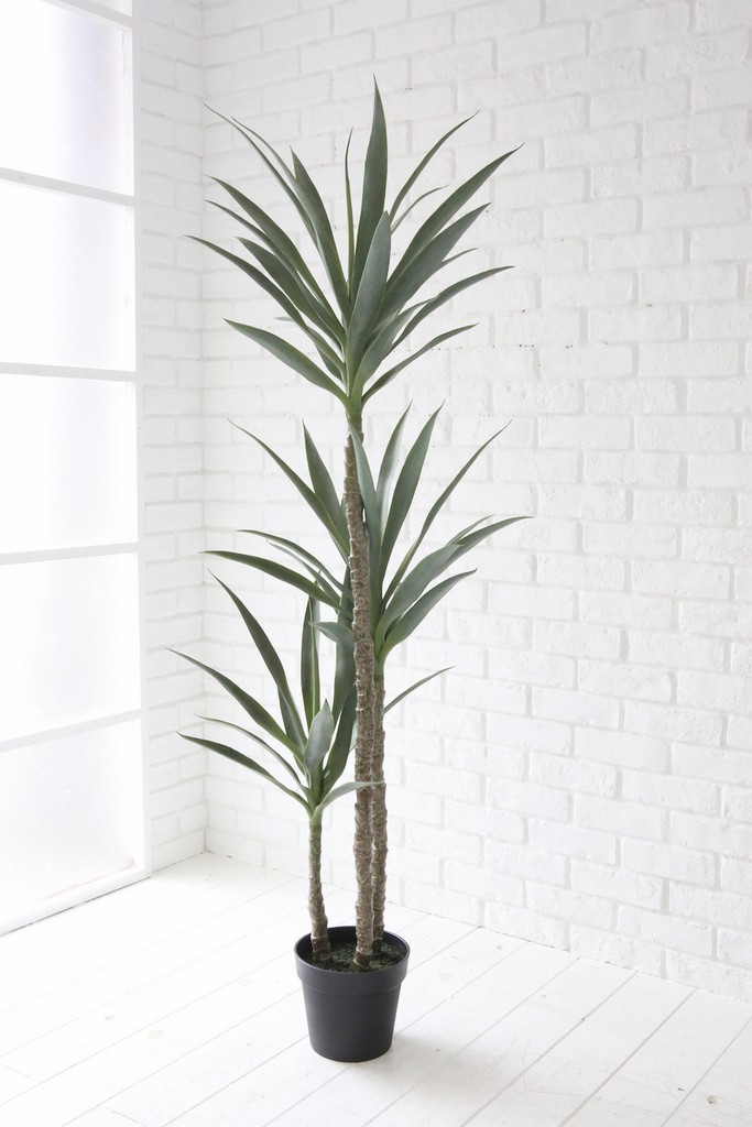 個人宅不可】ﾕｯｶ・ｴﾚﾌｧﾝﾃｨﾍﾟｽ: インテリアグリーン（鉢物・樹木