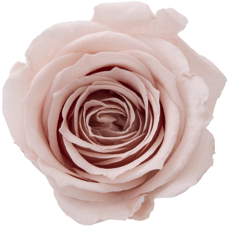 ﾛｰｽﾞ・ｻﾗｼｬﾝﾊﾟﾝﾋﾟﾝｸ: プリザーブドフラワー ｜ YDMオンラインストア