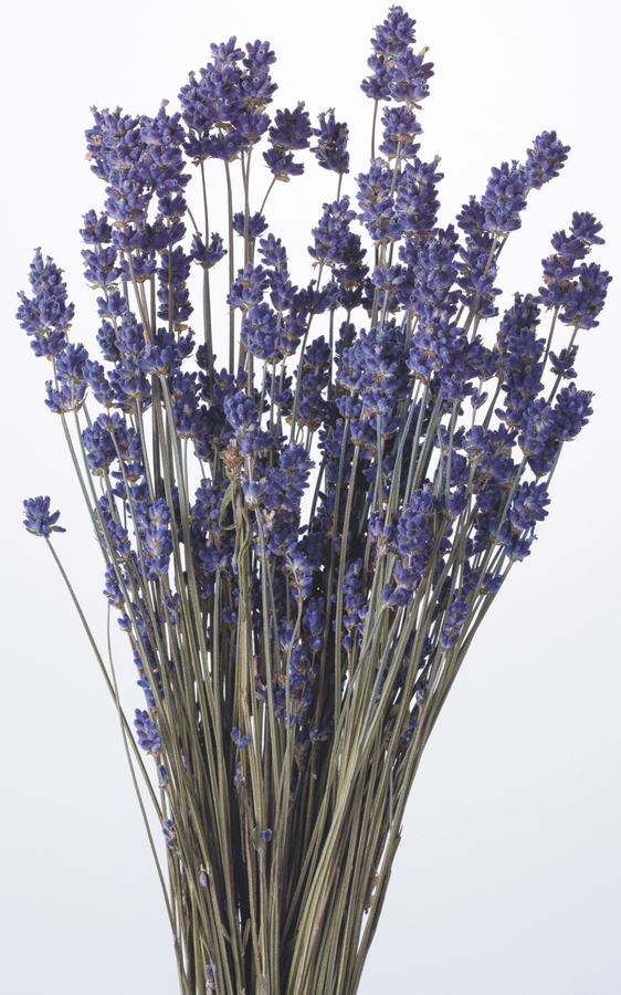 ﾗﾍﾞﾝﾀﾞｰ・国産N: ドライフラワー ｜ YDMオンラインストア ｜ 横浜