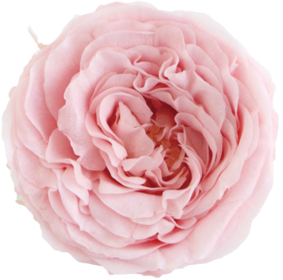 PMﾅﾅｶﾞｰﾃﾞﾝﾛｰｽﾞ ﾗｲﾄﾋﾟﾝｸ: プリザーブドフラワー ｜ YDMオンライン