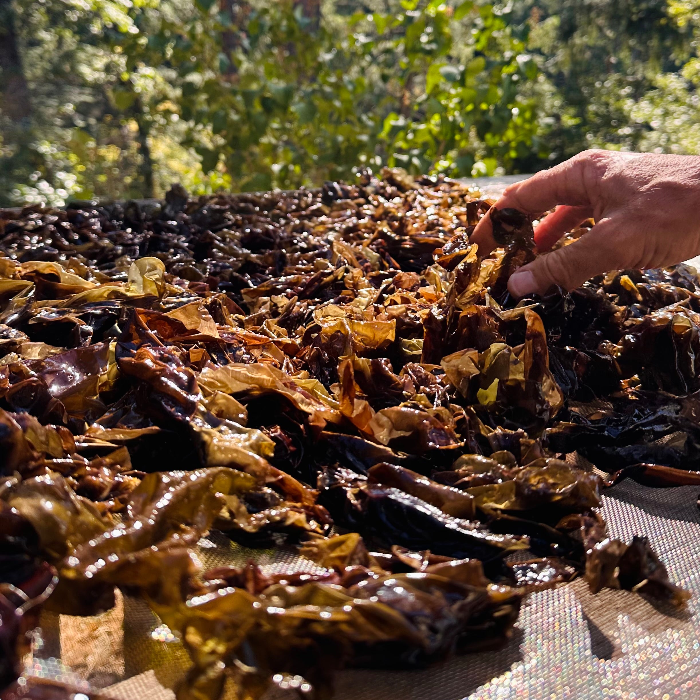 Wild Hand-Cured Whole-Leaf Nori | B12, Iron & Protein | Origin Seaweed