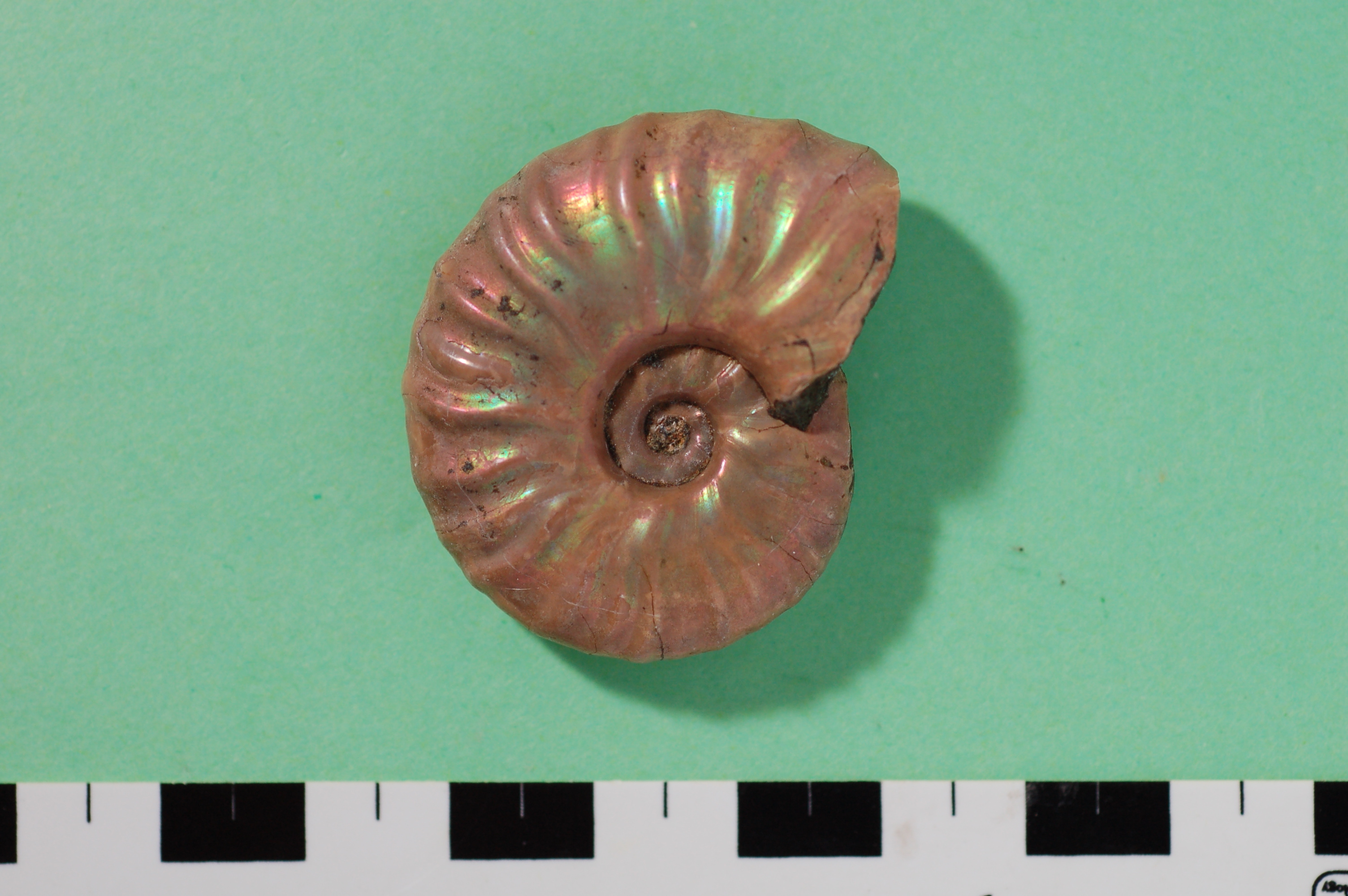 勝浦町恐竜化石含有層本格発掘調査で、うれしい発見がありました