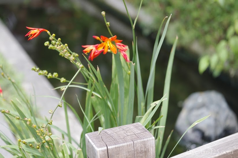 AUTO RIKENON 55mm F1.4 – フィルター径55mm、大きく重い大口径レンズ