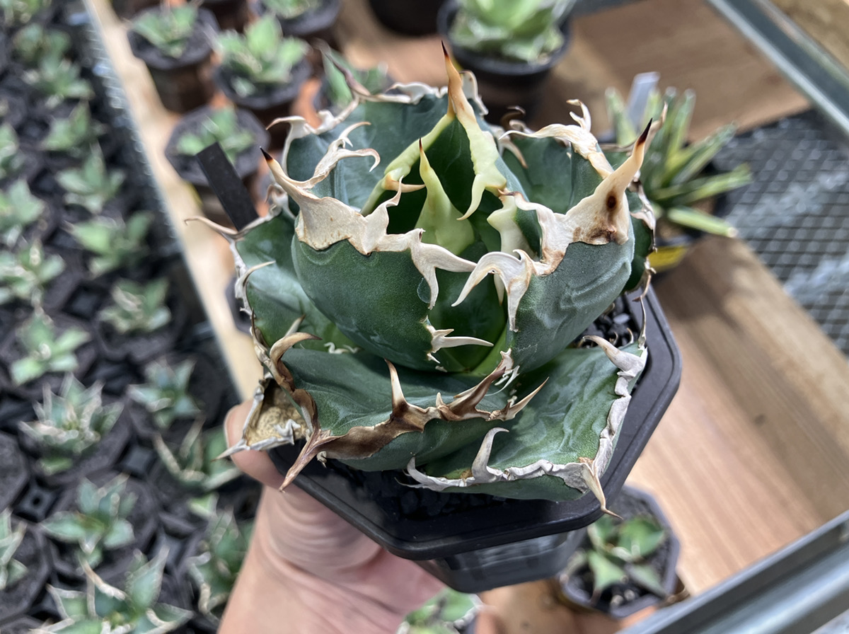 アガベ カキ仔苗探訪 | オザキフラワーパーク | オザキフラワーパーク