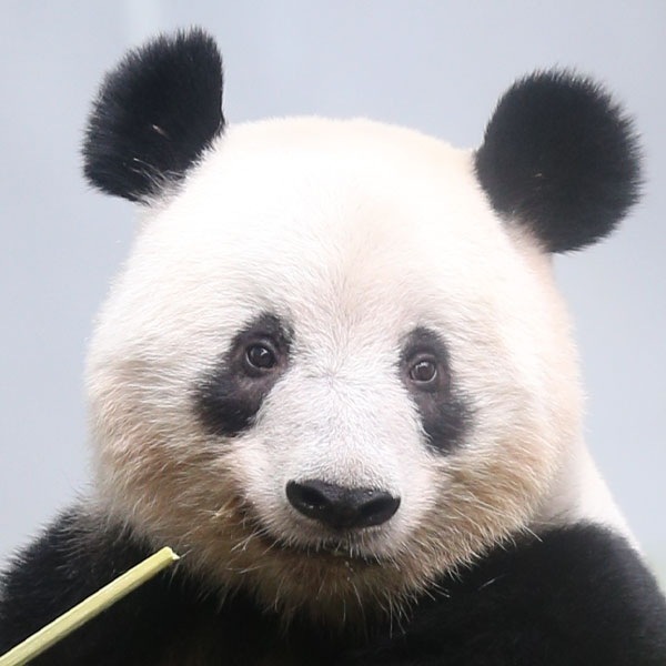 パンダ自身」公式サイト | 光文社のパンダ専門誌 | panda.jisin.jp