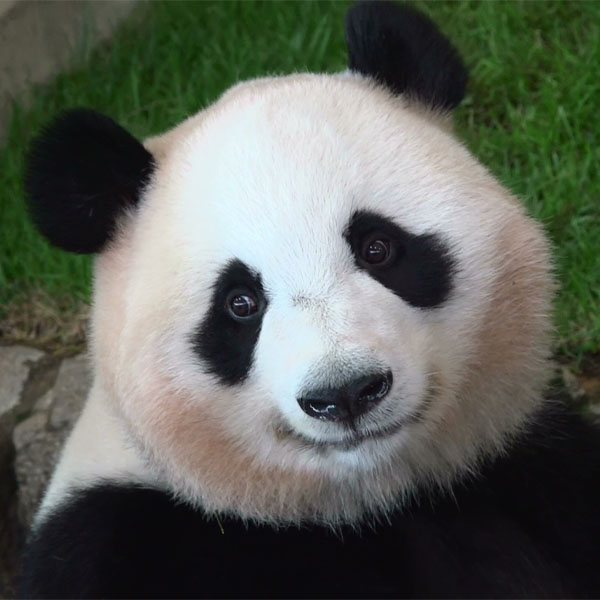 パンダ自身」公式サイト | 光文社のパンダ専門誌 | panda.jisin.jp