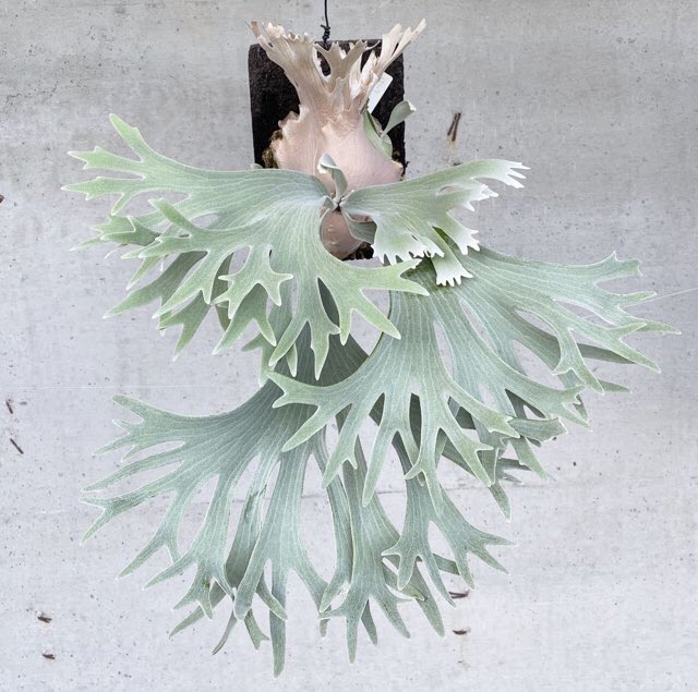 My new plant P. Willinckii cv celso tatsuta. (Mine is small one