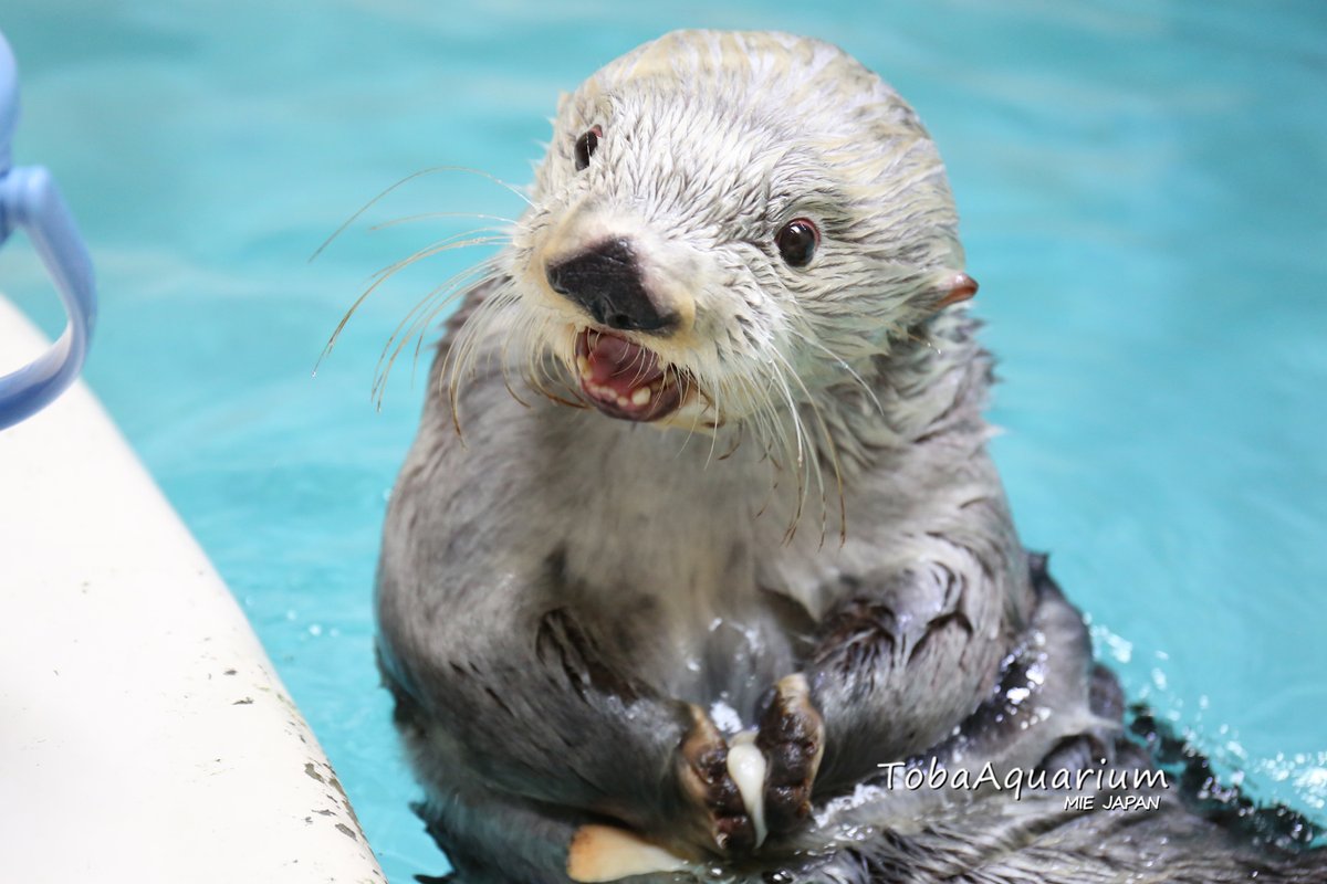 告知】明日（4月21日）はラッコのキラの13歳のお誕生日です🎉❣️13歳