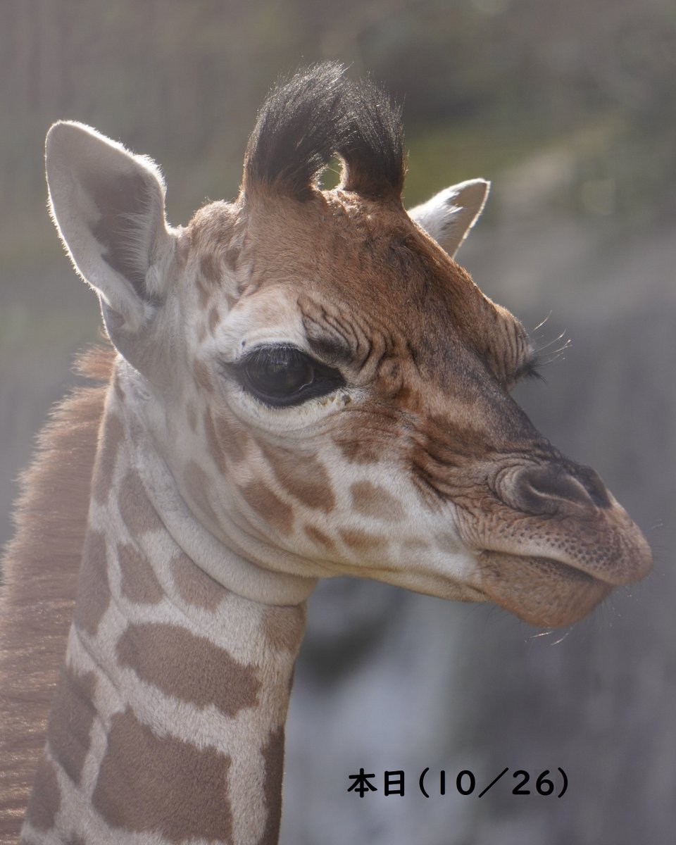 生まれて今日で6日目のキリンの赤ちゃん💛 ツノ部分の毛が立ちました