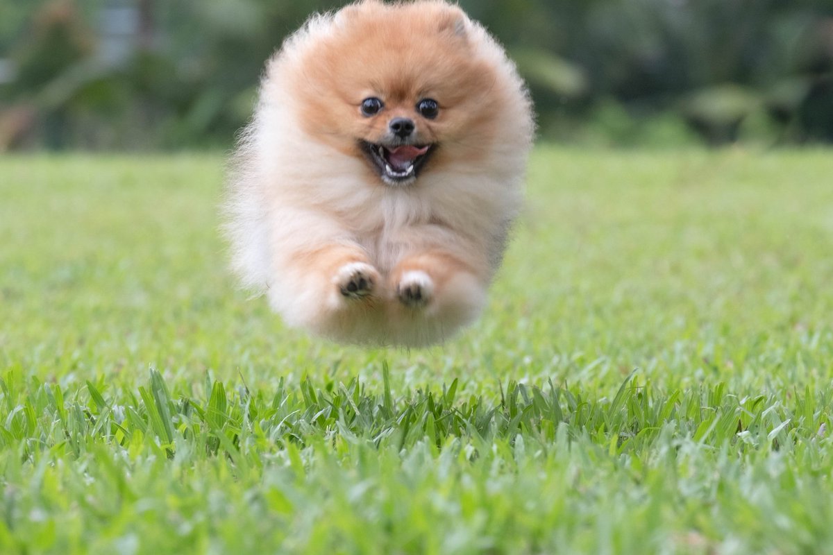 Happy Friday 🤩 #pomeranian #singapore #fujifilmsg #fujifilm