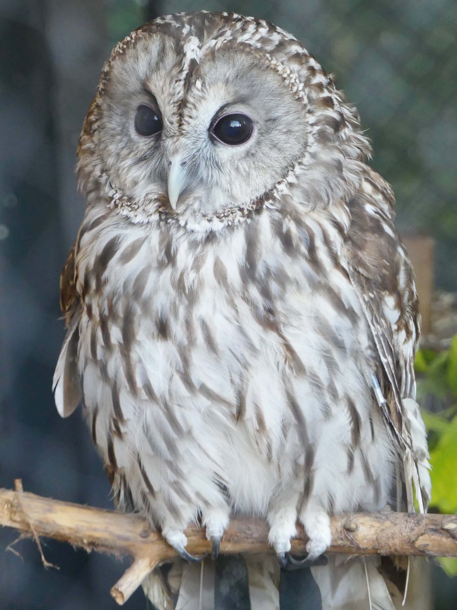 こちらは木にとまる #フクロウ。 前に向く指は2本。では後ろに向く指は