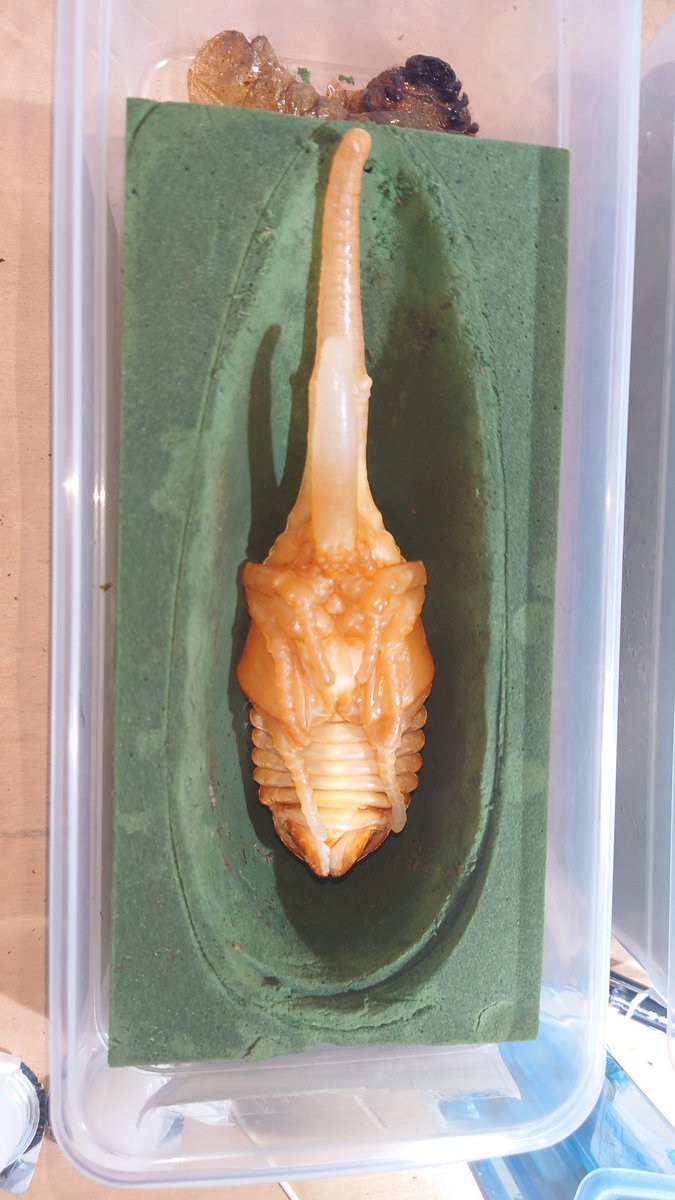 水鳥 鯱ｰ煙火🎆 (@Orca_waterfowl) / Posts / X