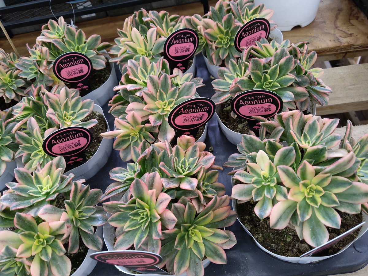 ガーデンセンター宇都宮店】 #アエオニウム甜茶錦 入荷いたしました