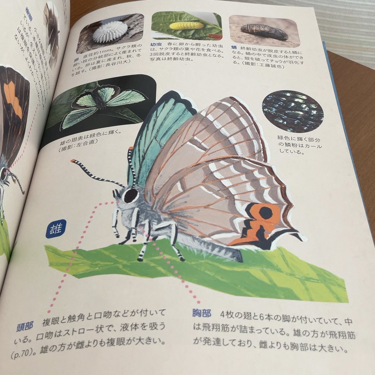 新・動物記 (@Dobutsuki_KUP) / Posts / X