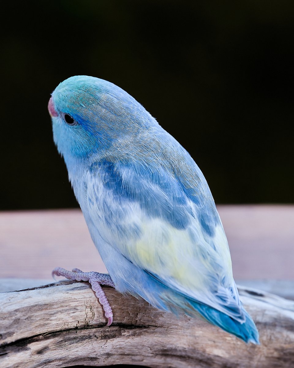 PARAKEET (@TokyoParakeet) / Posts / X