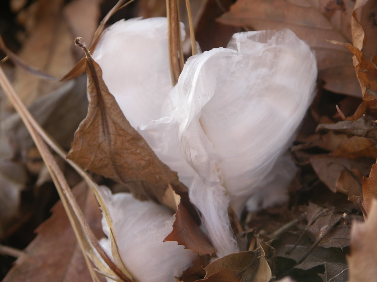 高尾山で冬に見られる自然の芸術 #シモバシラ の #氷の華 📷 気温が