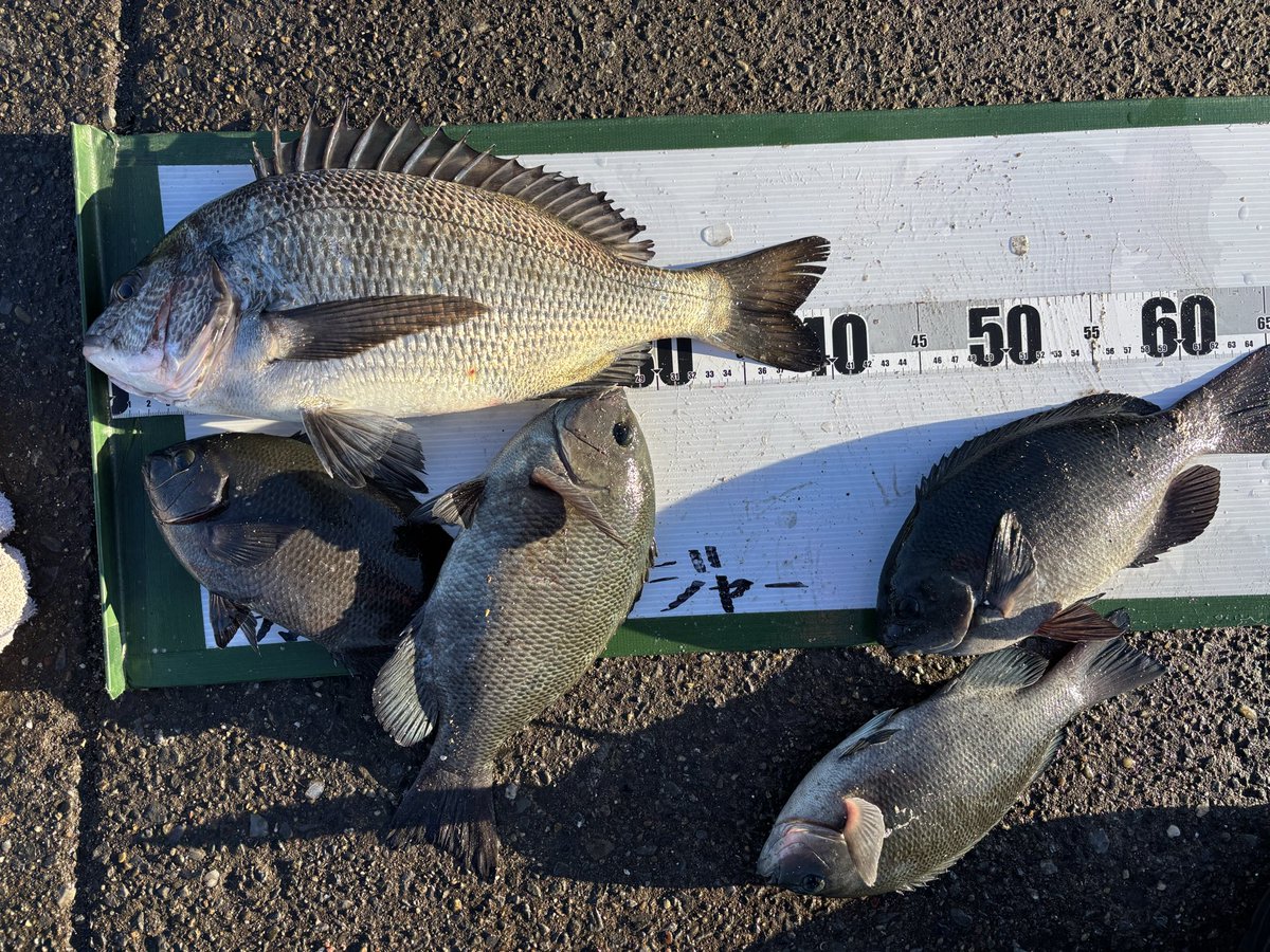 リアルタイム西公園情報 1月3日 8時半 北西7.5m 水温12.4度 釣り人約80