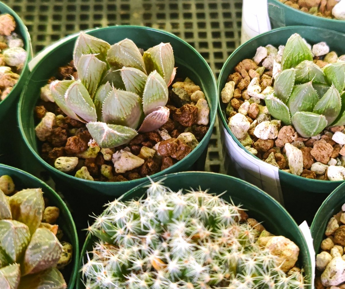 寄せ植えにもピッタリ💕な多肉植物を今年も入荷しております。 白山店