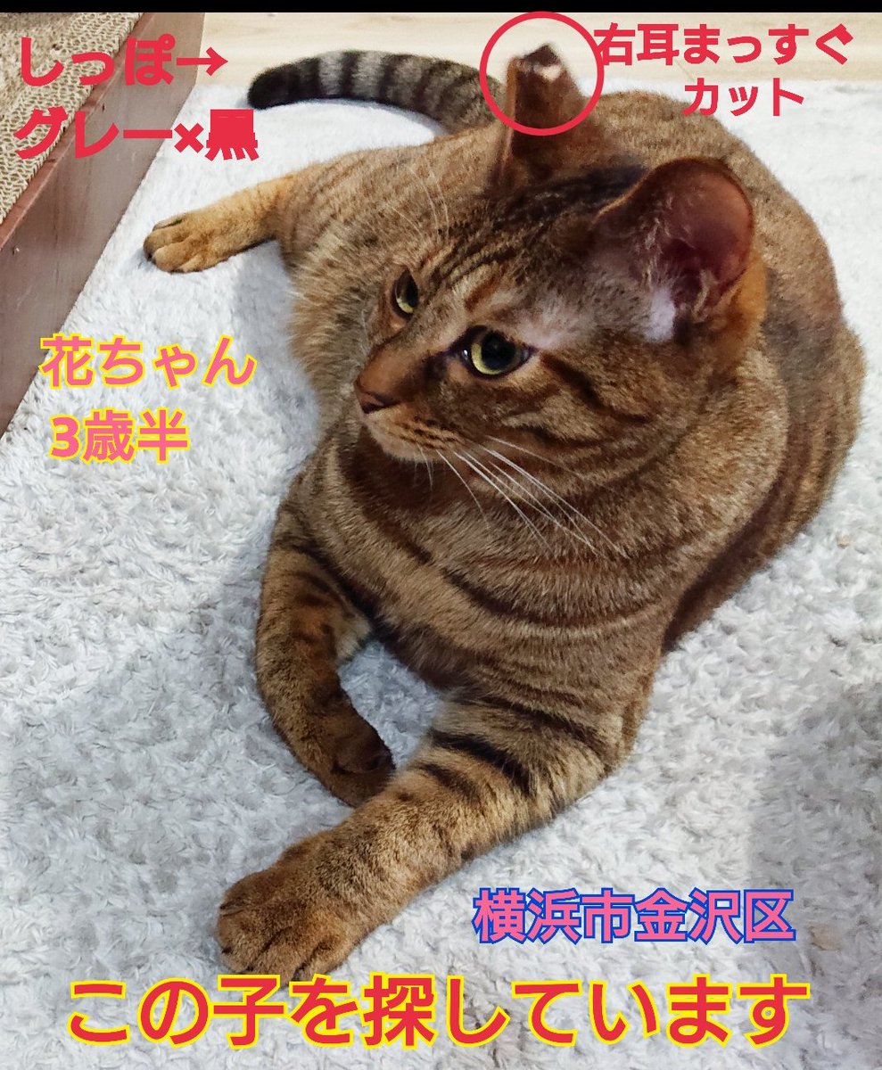 saorin 사오린 (@saorin_17) / Posts / X