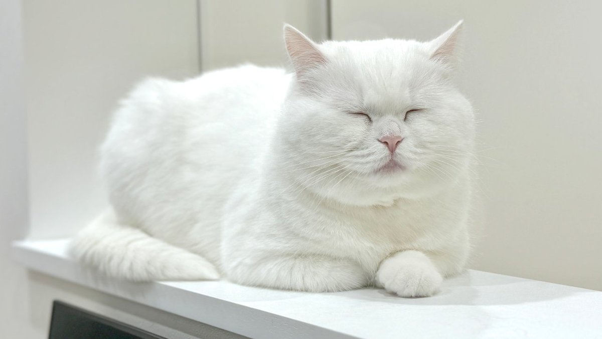 ポムさんとしまちゃん (@pomusan_cat) / Posts / X