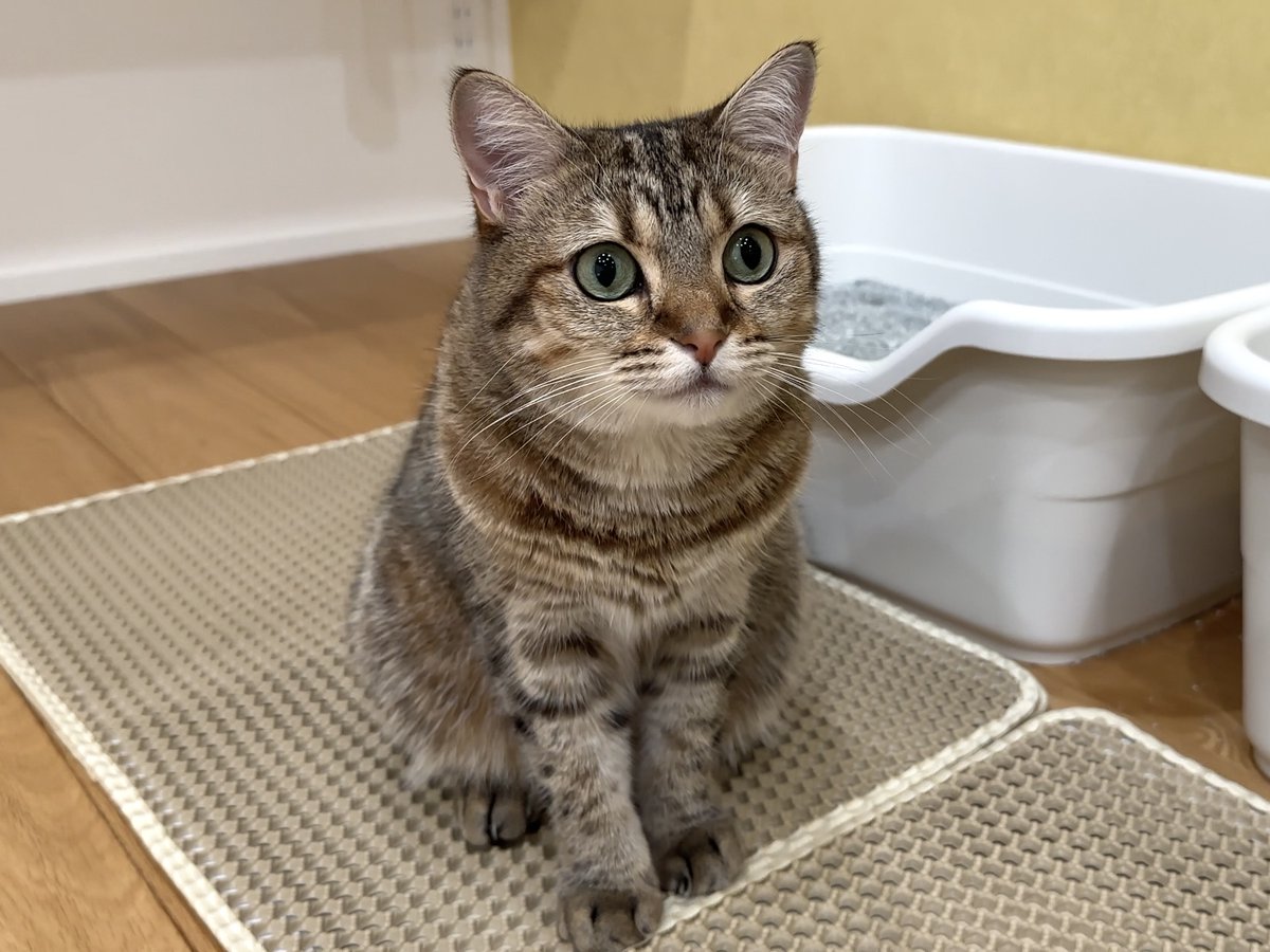 ポムさんとしまちゃん (@pomusan_cat) / Posts / X