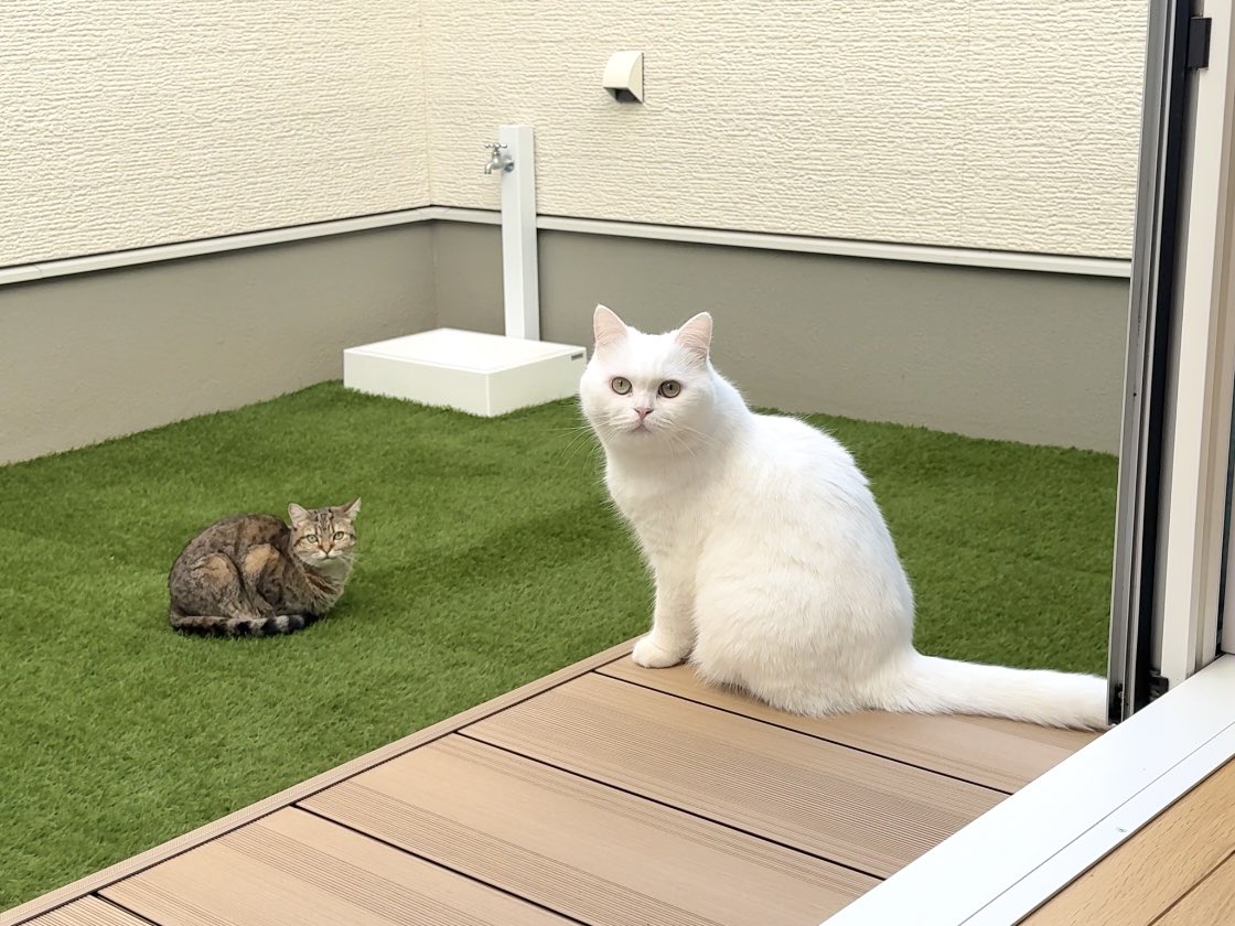 ポムさんとしまちゃん (@pomusan_cat) / Posts / X