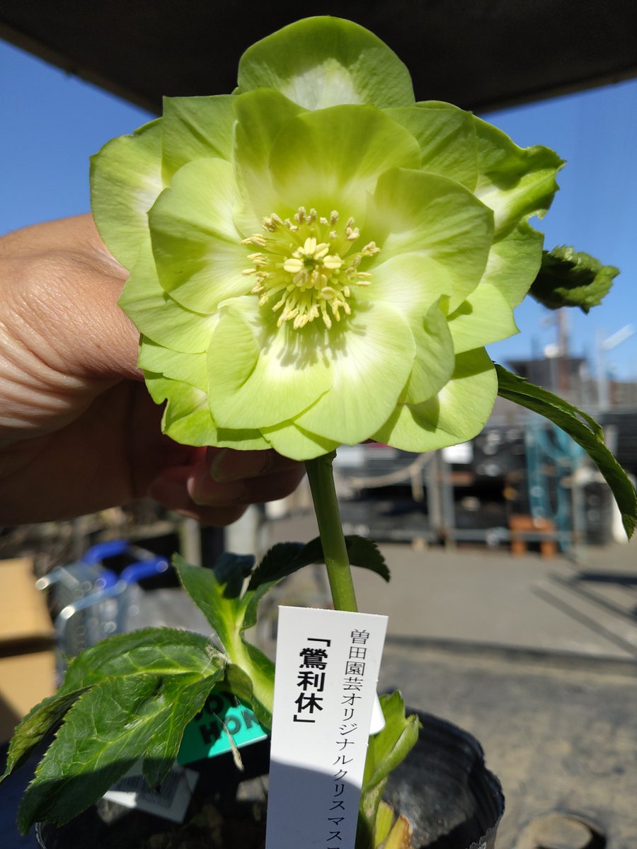 ガーデンセンター八千代店】 ✨クリスマスローズ入荷情報✨ #曽田園芸