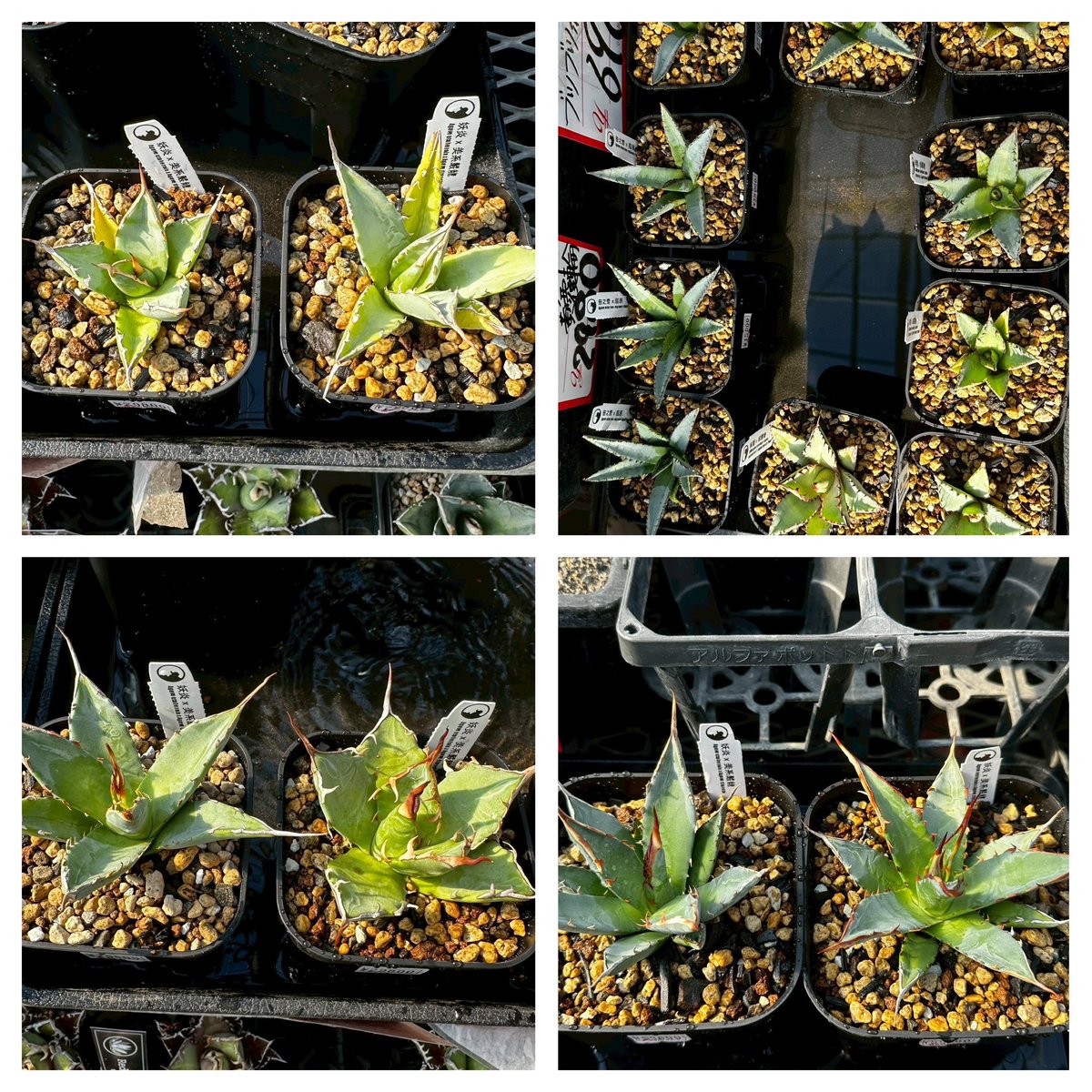 エボリスピナハイブリッドが入荷しました🔥 妖炎×美系厳龍（ブルー