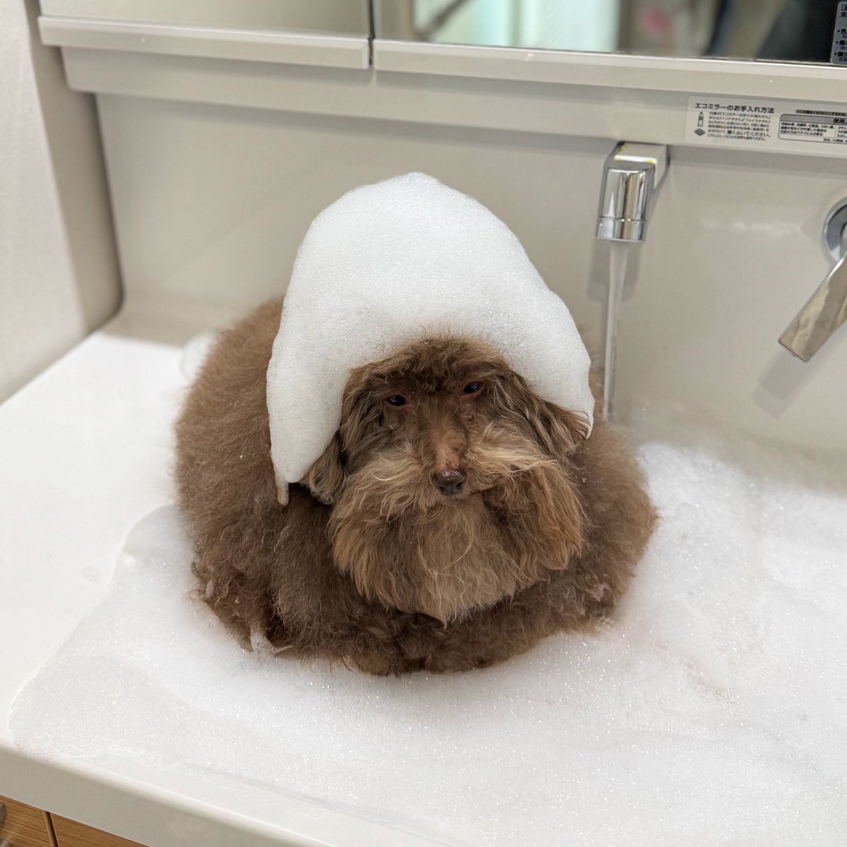 ごつもりプードル (@__mohu_c) / Posts / X