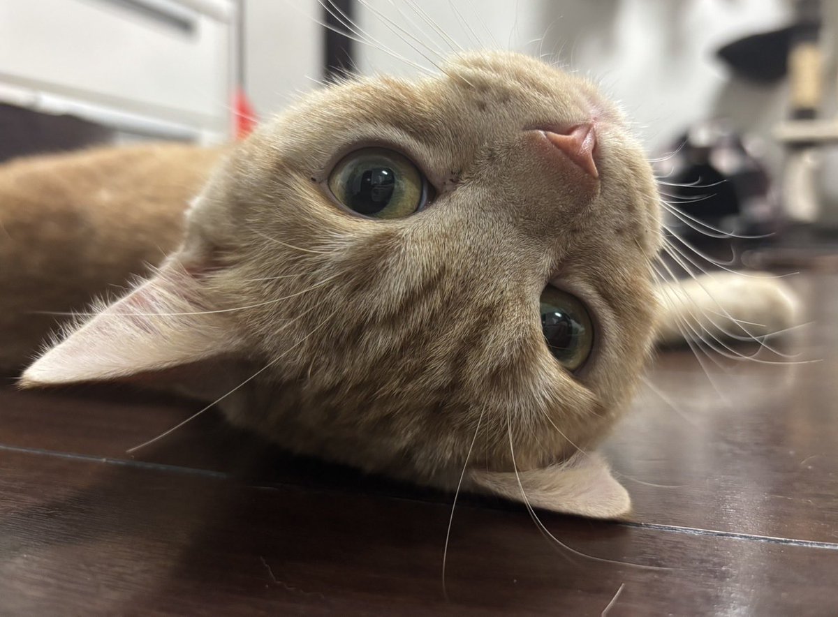 甘え上手 #猫のいる暮らし𓃠 #アメリカンショートヘア