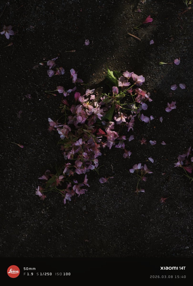 OGIZARU_おぎざる_ (@ogizaru_tob8000) / Posts / X