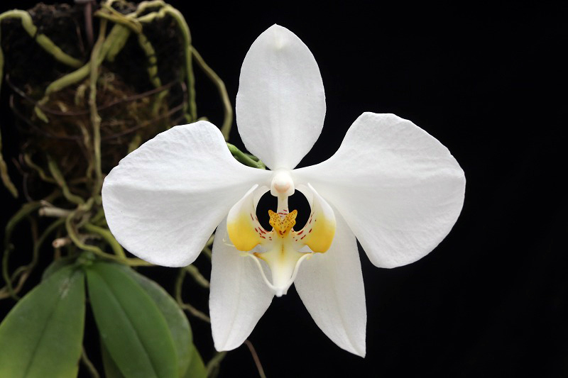 NK】 (@nknk81191345) / Posts / X