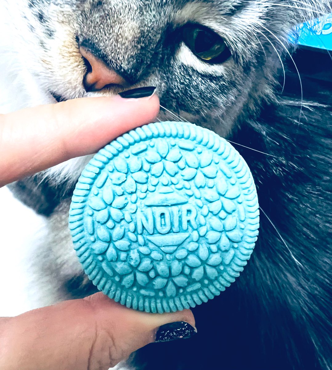 猫屋敷 (@harapeko234) / Posts / X