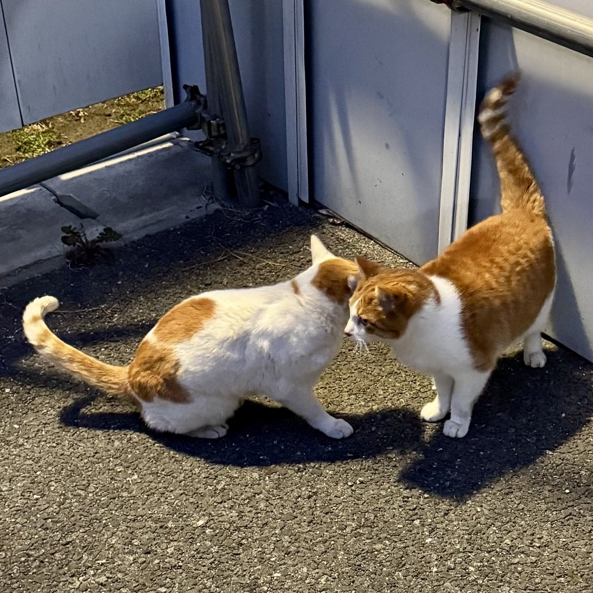 最近のナナコ&（ヤン茶な）ニャン太。（フ〜テンの）トラオ。近くの