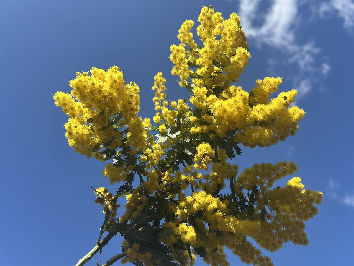風は少し強いけど、春ですね。 今年ついに… 花粉症デビューかもかも