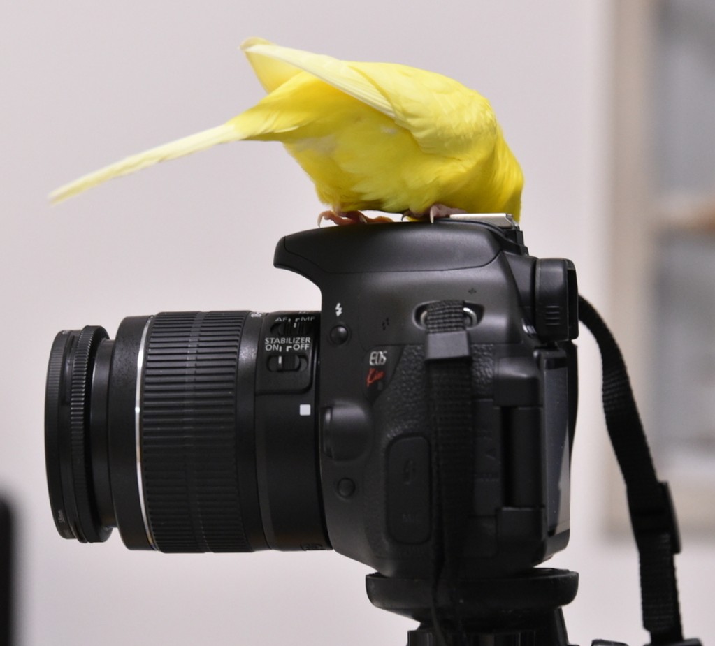 たけちゃん(ぴいちゃん工房) (@takechan921) / Posts / X