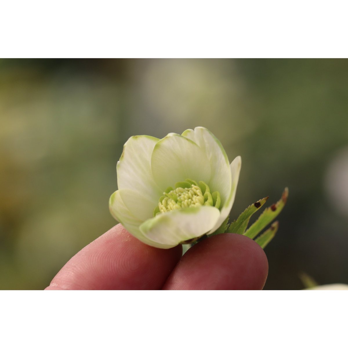 ohgi_nursery (@OhgiNursery) / Posts / X