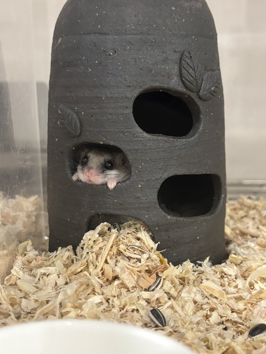 ベストショット📸 【コレ】 #アフリカヤマネ #ぺけっと春日井店