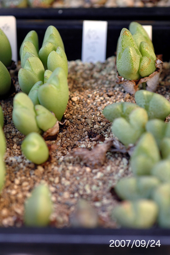 夏越し後の腐り : conocono's コノフィツム モノグラフ