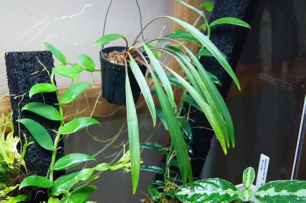 Homalomena sp. ナローリーフ （神畑スラウェシ便） : Aquatic sipon