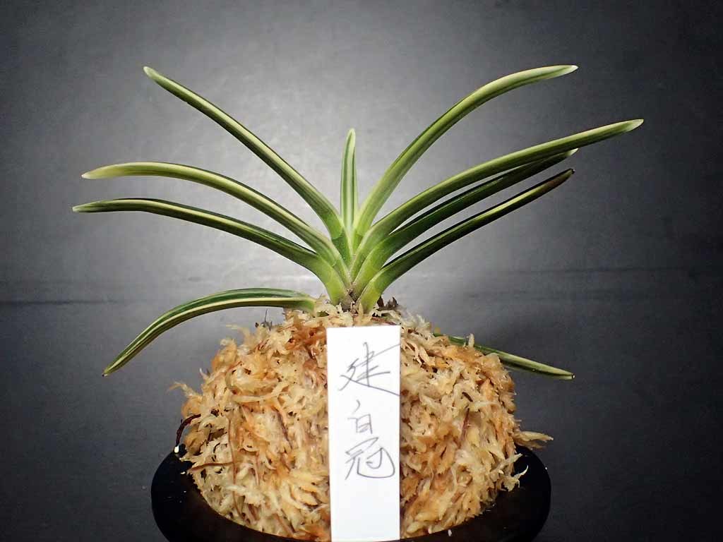 建白冠（建国殿白縞覆輪） : 富貴蘭チャンネル