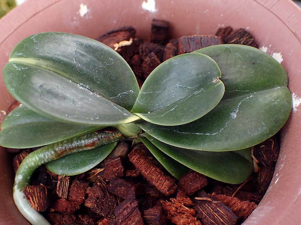 ナゴラン 明丸 : 富貴蘭チャンネル