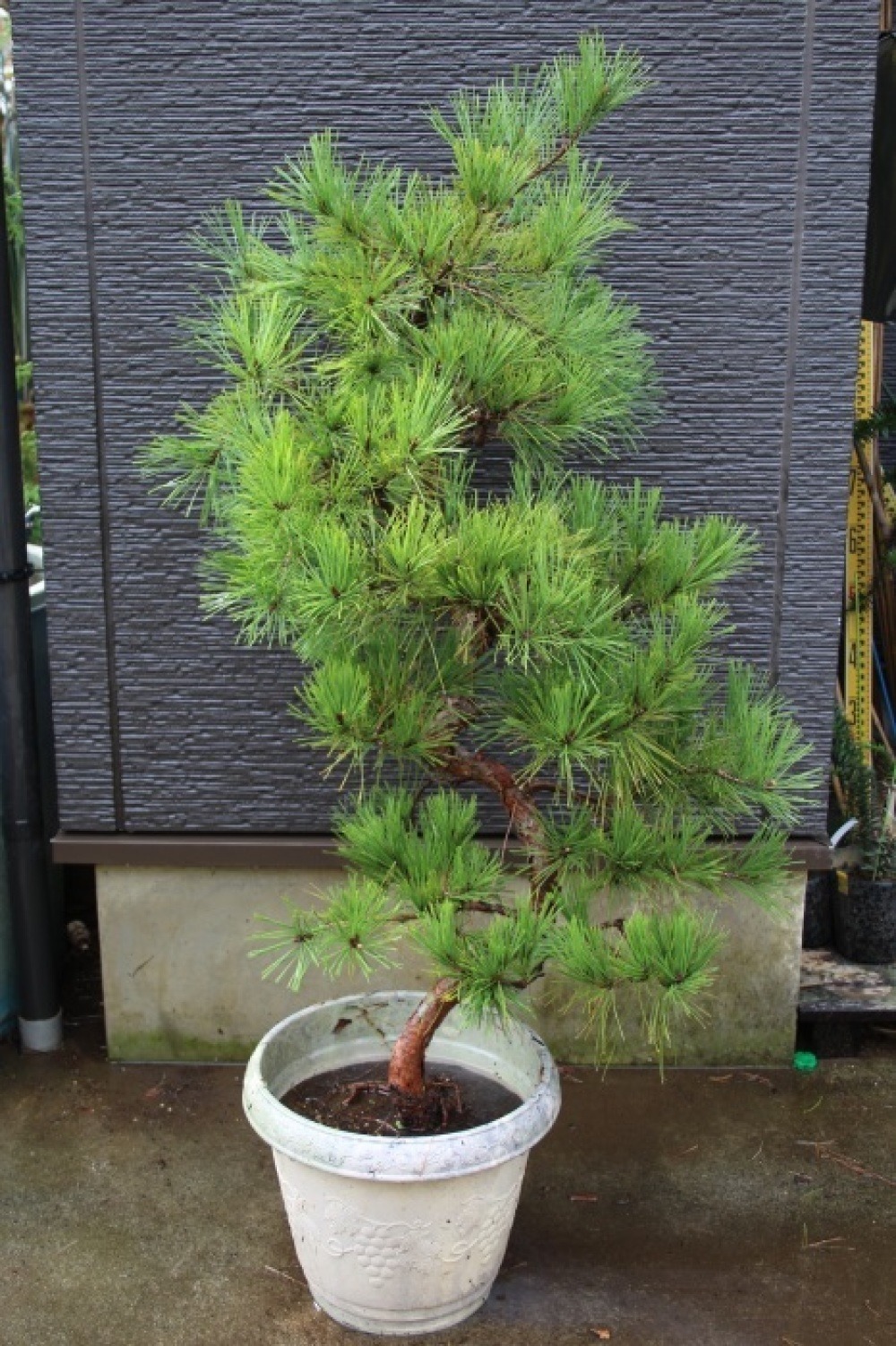 テンモクショウ 天目松 枝垂れ赤松 仕立物 極上品 販売 画像 写真 値段