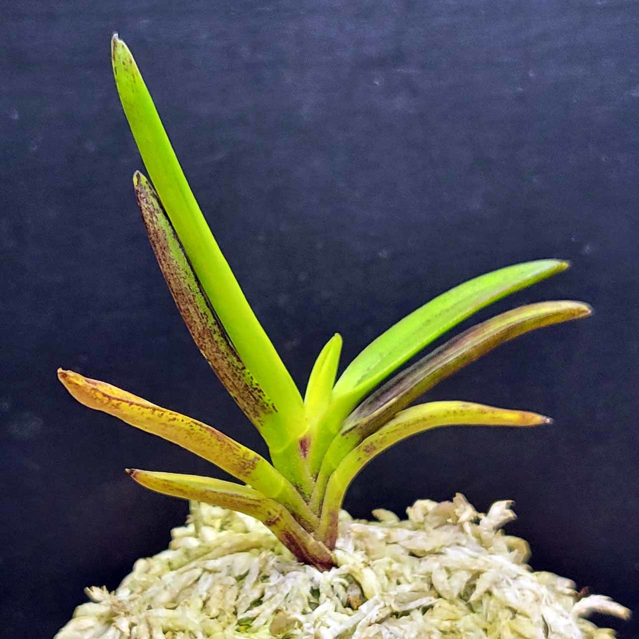 富貴蘭 金牡丹 : 富貴蘭チャンネル