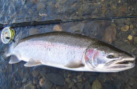 フライフィッシング動画ブログ “クレオール・THE・ムービー”