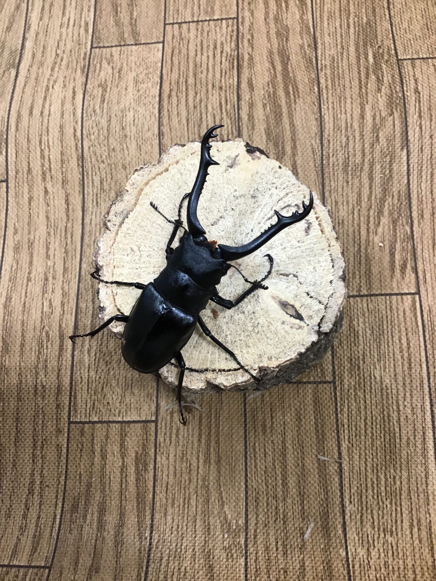 ギラファノコギリクワガタ ケイスケ | ペットフォレスト